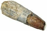 Fossil Spinosaurus Tooth - Real Dinosaur Tooth #296526-1